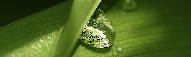 Portal-Illustration: Nahaufnahme einer Gras-Pflanze mit Wassertropfen