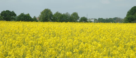 Rapsfeld mit Bäumen im Hintergrund