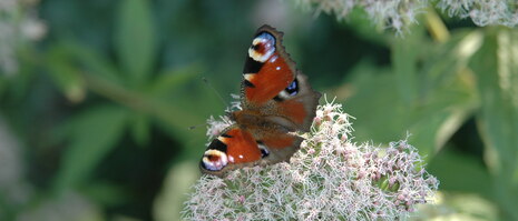 Schmetterling Tagpfauenauge auf einer Blütendolde