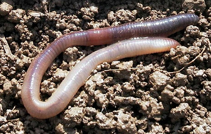 Regenwurm (Lumbricus terrestris) (Quelle: Landesanstalt für Landwirtschaft)