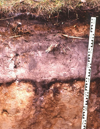 Foto: Bodenquerschnitt Podsol aus Geschiebedecksand über sandiger Moräne