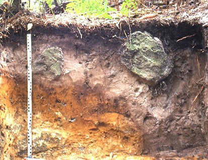 Foto: Bodenquerschnitt mit Podsol aus Sandsteinzersatz