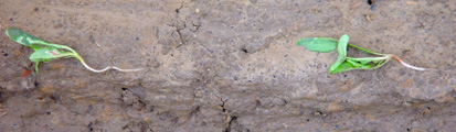 Foto: Während eines Gewitters aus dem Boden geschwemmte Zuckerrübenpflanzen (Quelle: Sächsisches Landesamt für Umwelt und Geologie)