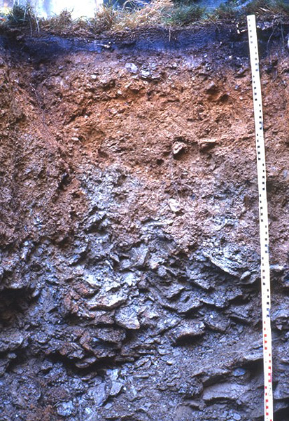 Foto: Podsol-Braunerde aus schluffigem Verwitterungsschutt über Schluffschiefer