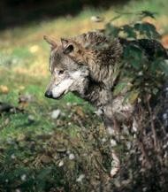 Entscheidung zur Entnahme eines auffälligen Wolfes im Landkreis Görlitz 