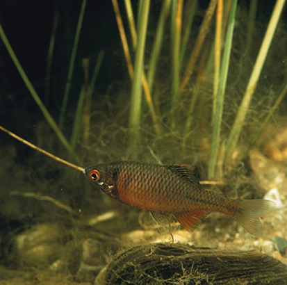 Bitterling laicht an Teichmuschel (Foto: Archiv Naturschutz LfULG, D. Florian)