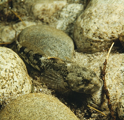 Groppe zwischen Kieseln (Foto: Archiv Naturschutz LfULG, W. Fiedler)
