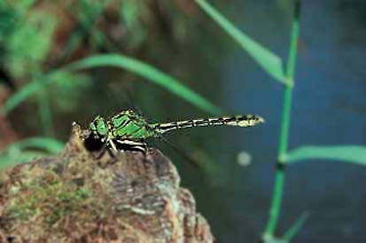 Grüne Keiljungfer (Foto: Archiv Naturschutz LfULG, G. Engler)