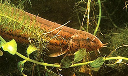 Schlammpeitzger (Misgurnus fossilis) (Foto: Archiv Naturschutz LfULG, W. Fiedler)